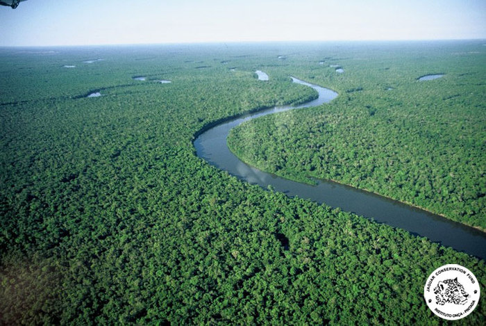 OndeTrabalhamos_AmazoniaFoto1_InstitutoOncaPintada - Amazonia