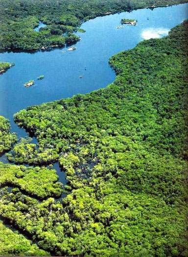parque_nacional_de_jau_amazonia1 - Amazonia