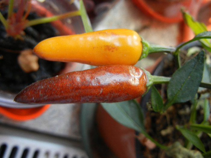 Brown Orange Peppers (2011, Aug.31) - Brown Orange Pepper