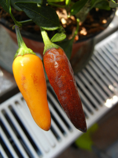 Brown Orange Peppers (2011, Aug.31)