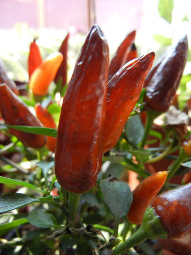 Brown Orange Peppers (2011, Aug.31)