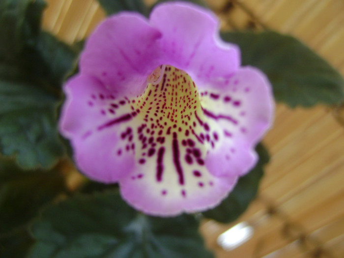  - GESNERIACEAE