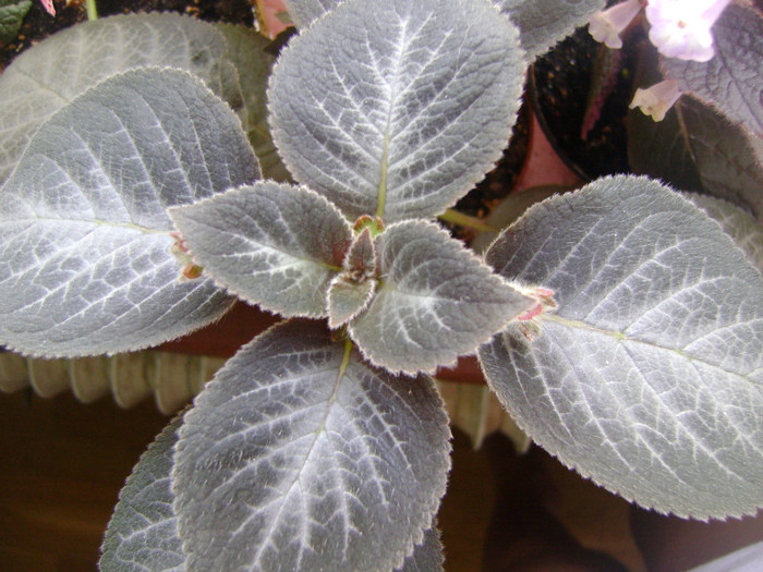 kohleria 'Silver Feather'-frunze - GESNERIACEAE