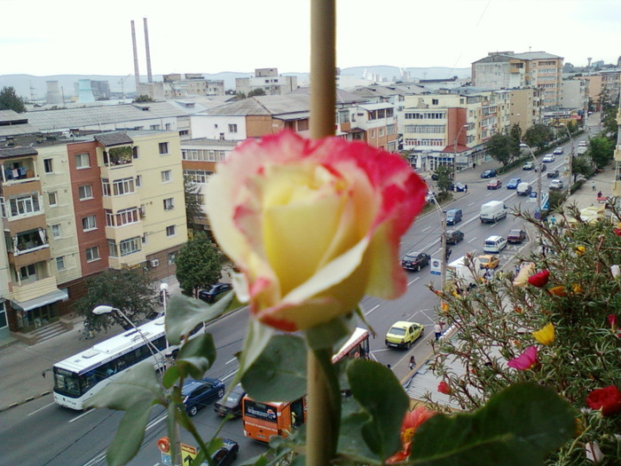 my pictures- 8 sept 2011 024 - trandafiri de gradina