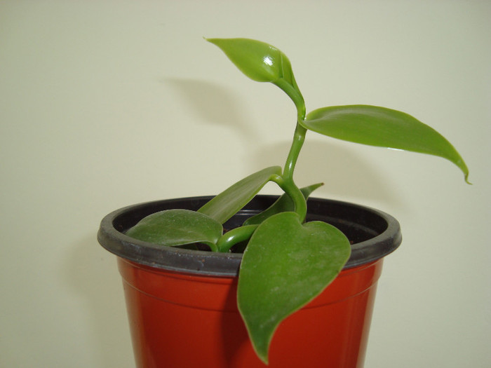 vanilla 08.09.2011 - Vanilla planifolia