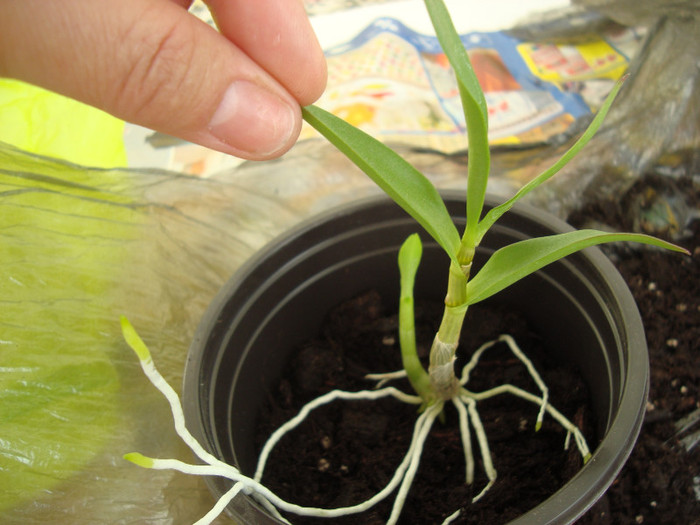 Epidendrium am separat puiul - Dendrobium Bery Oda