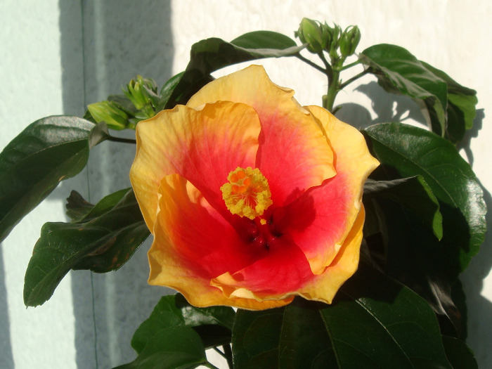 DSC03115 - Hibiscus