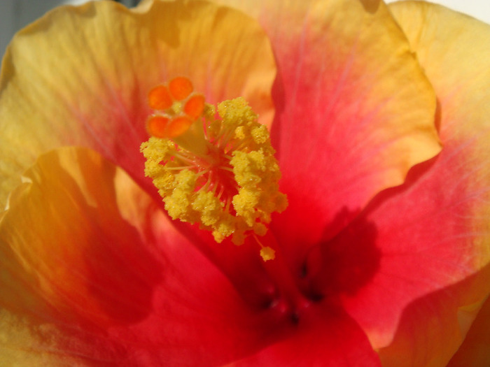 DSC03117 - Hibiscus