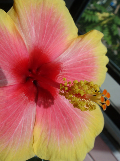 DSC03139 - Hibiscus