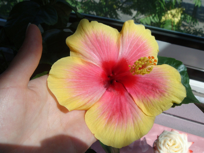 DSC03138 - Hibiscus