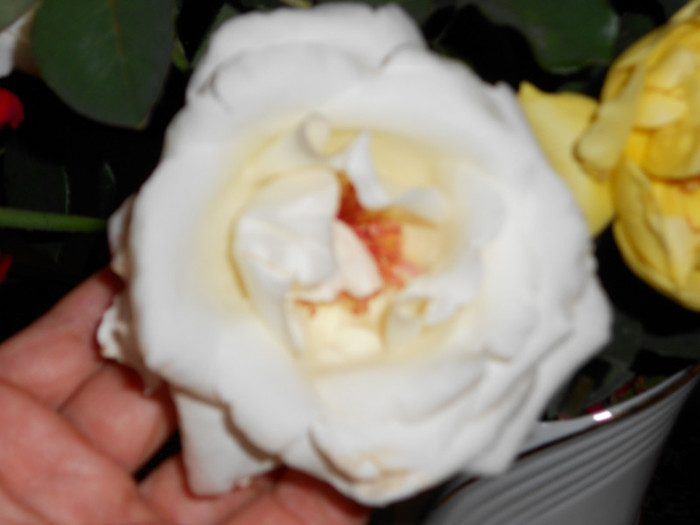 DSCN0272 - FLORILE MELE 2011