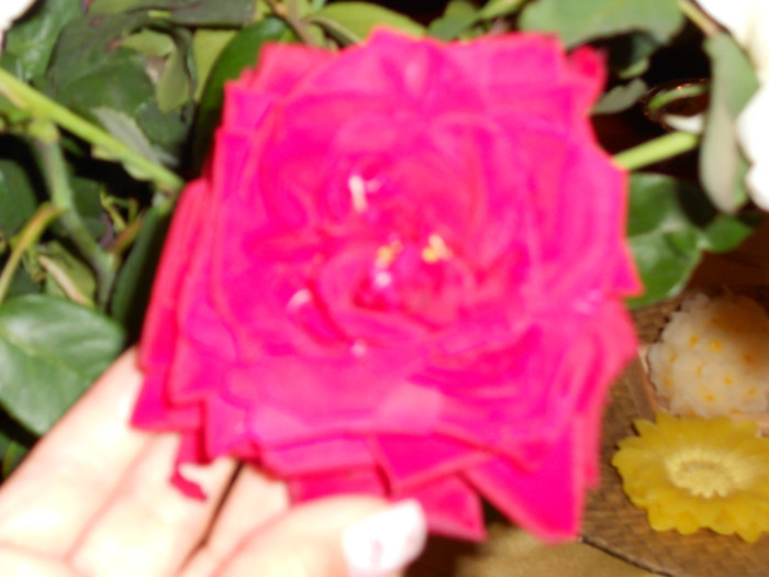 DSCN0273 - FLORILE MELE 2011