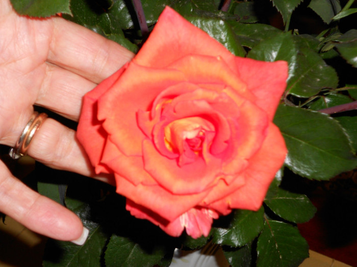 DSCN0275 - FLORILE MELE 2011