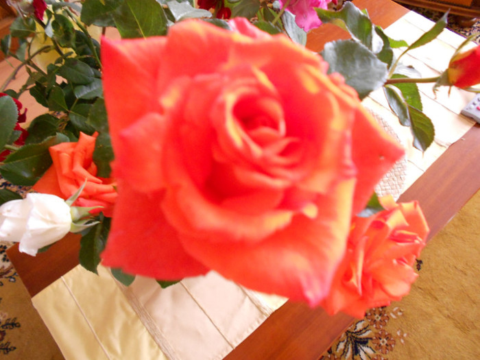 DSCN0290 - FLORILE MELE 2011