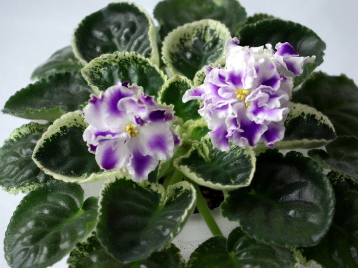 SG106436 - Letnie Sumerki