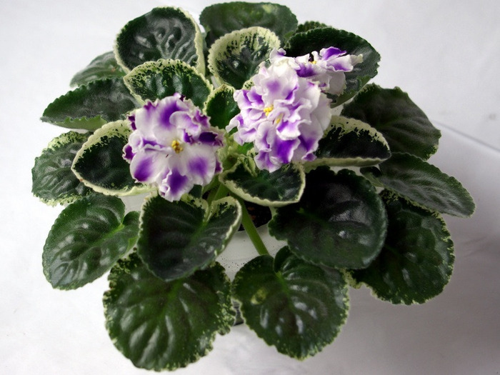 SG106438 - Letnie Sumerki