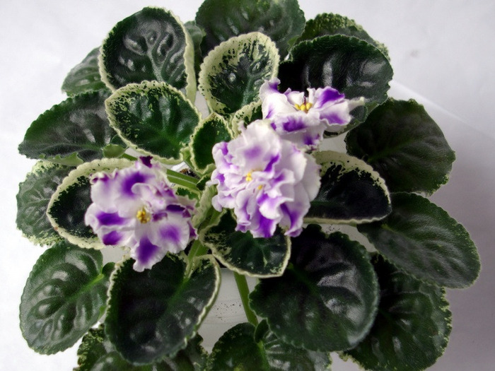 SG106439 - Letnie Sumerki