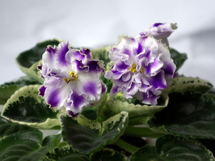 SG106449 - Letnie Sumerki