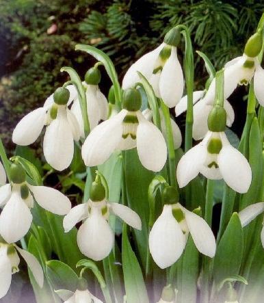 Bulbi de Ghiocei Galanthus Elwesii; pret 1.3 lei/bulb
