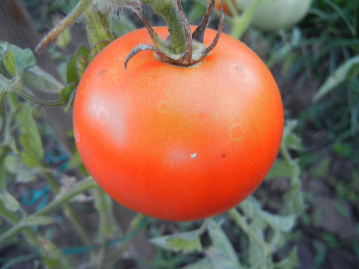 Tomato Saint-Pierre (2011, August 28) - Tomato Saint Pierre