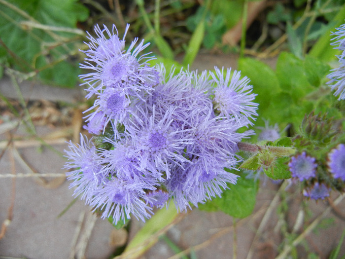 Ageratum houstonianum (2011, Sep.08)