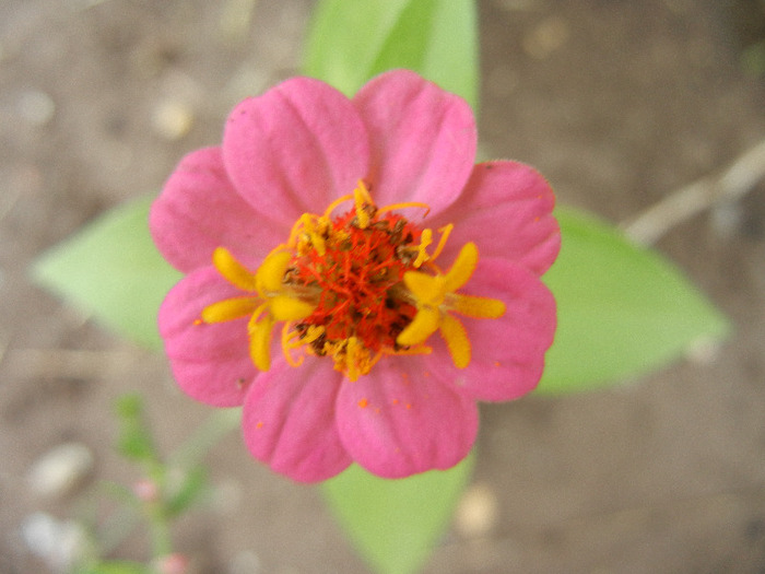 Zinnia elegans (2011, September 08)