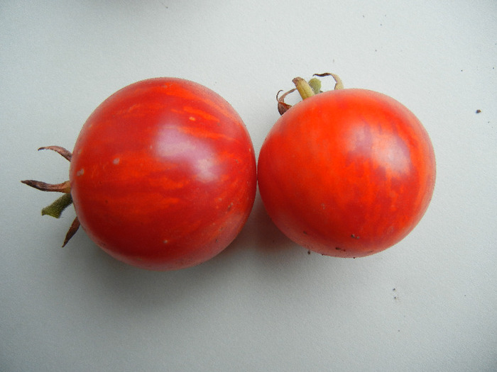 Tomato Tigerella (2011, September 09) - Tomato Tigerella