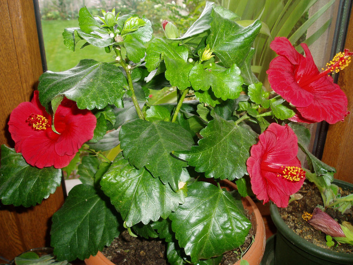 P1010027 - flori 2011
