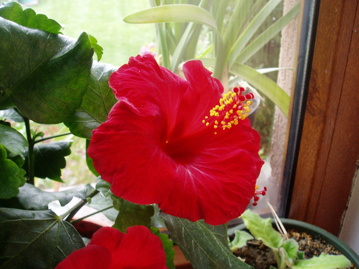 P1010029 - flori 2011