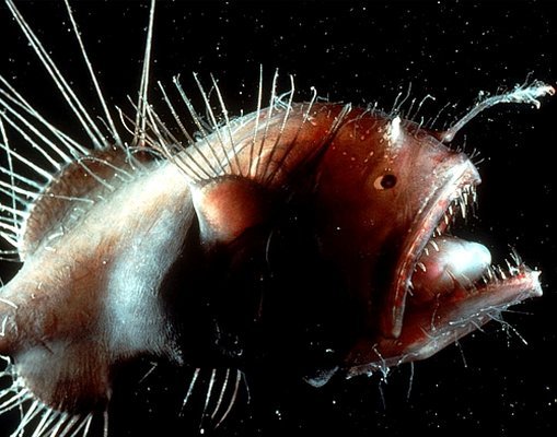 anglerfish-peste-ciudat - Animale Ciudate