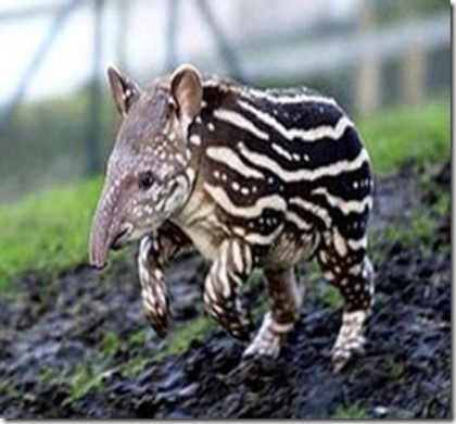tapir_thumb[14] - Animale Ciudate