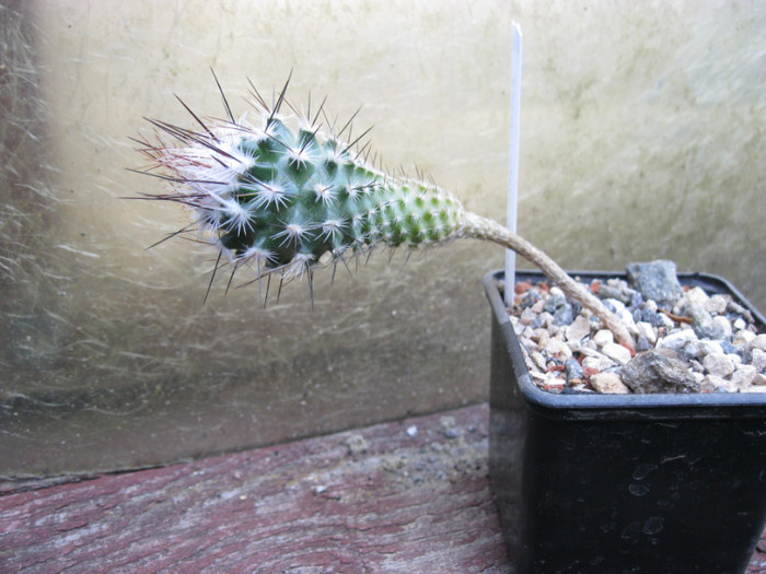 Gymnocactus subteraneus - Turbinicarpus-Thelocactus