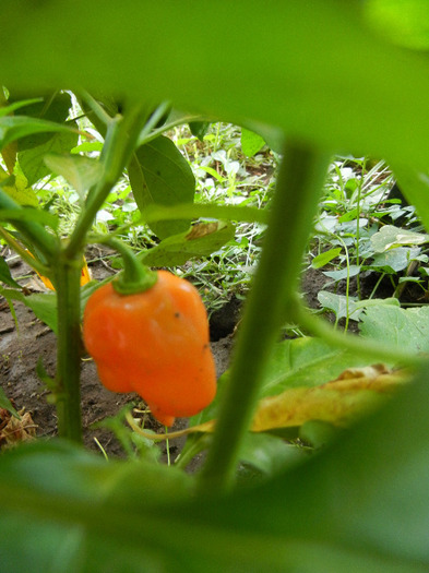Orange Habanero Pepper (2011, Sep.08) - Habanero Orange