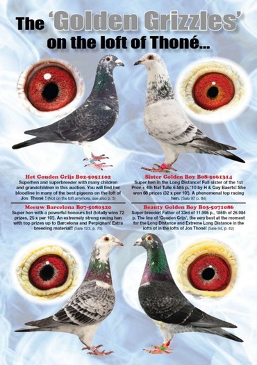 5 - Porumbeii campioni