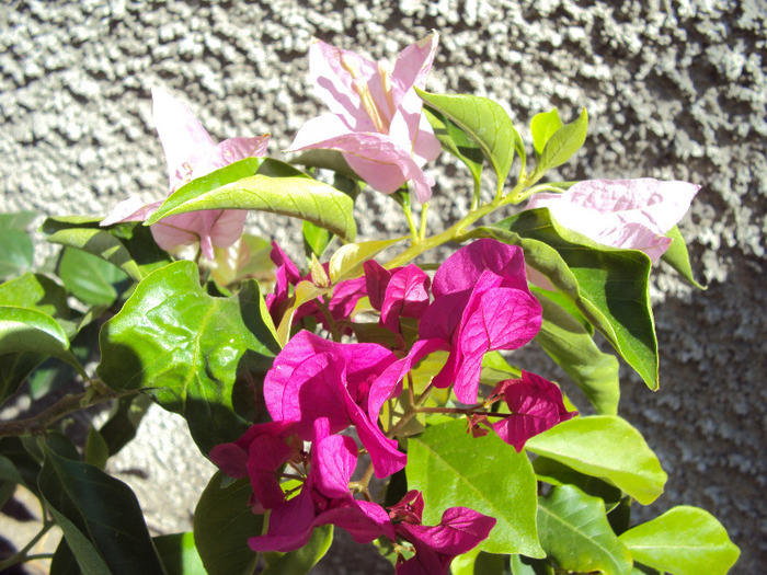 tandem - Bougainvillea