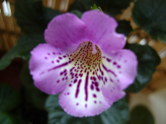  - GESNERIACEAE