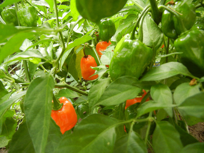 Orange Habanero Pepper (2011, Sep.08) - Habanero Orange