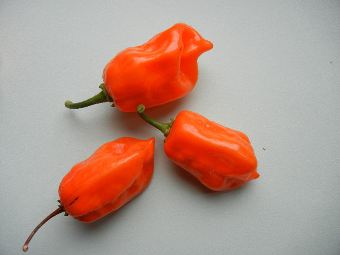 Orange Habanero Peppers (2011, Sep.09)