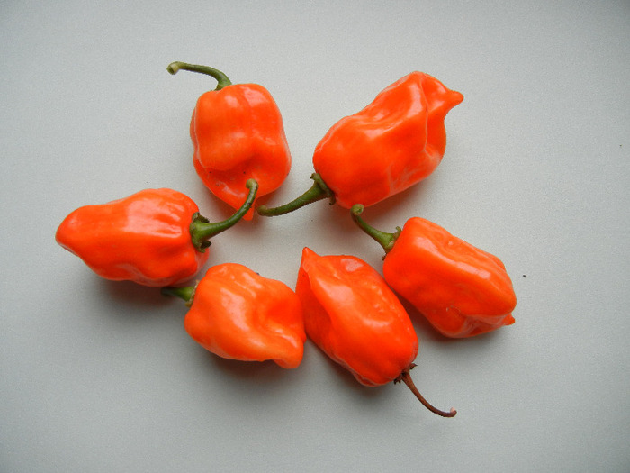 Orange Habanero Peppers (2011, Sep.09)