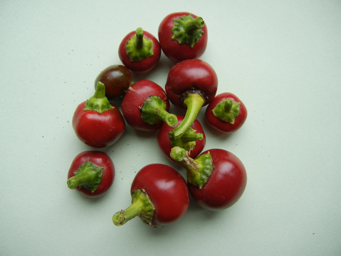 Pimiento_Cherry Pepper (2011, Sep.09)