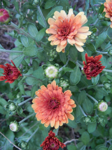 Orange Chrysanthemum (2011, Sep.08) - Orange Chrysanthemum