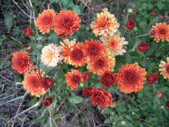 Orange Chrysanthemum (2011, Sep.08) - Orange Chrysanthemum