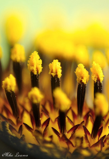 o lume minuscula - Flori