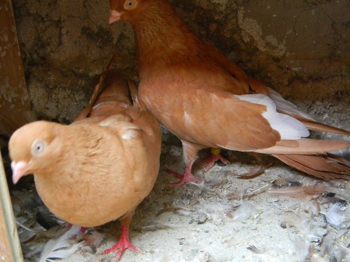 Galben sf(Pensie+Galbena sandel)&Galbena(Rosu(Odae+Laptia)+Galbena{Galben sf+Galbena}