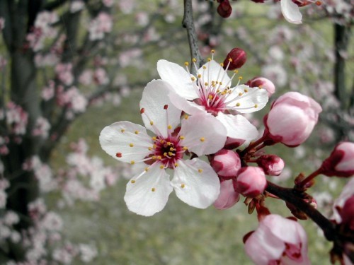 Kimono-uri cu maneca lunga...