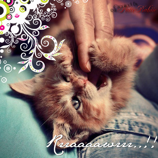 ♥ - 0 Cat 0