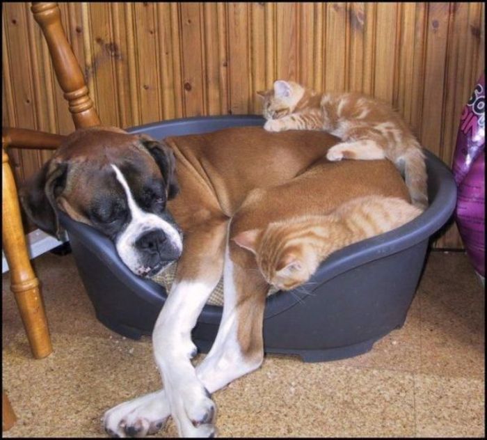 42840_Cats_Favorite_Bed