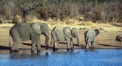 poze elefanti - poze cu animale