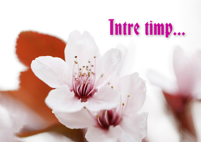 Intre timp...