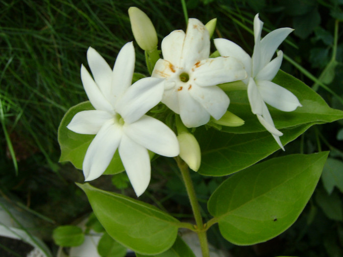 jasminum multiflorum - Jasmin